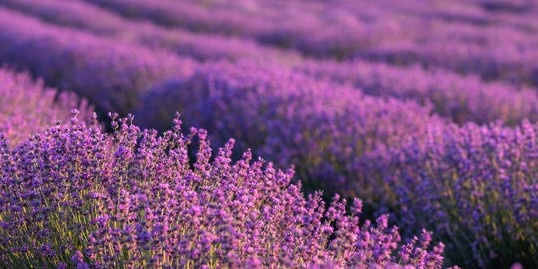 Lavender field